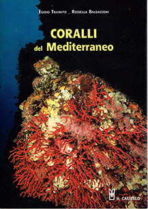 Coralli del mediterraneo