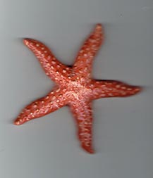 Magnete stella marina grande
