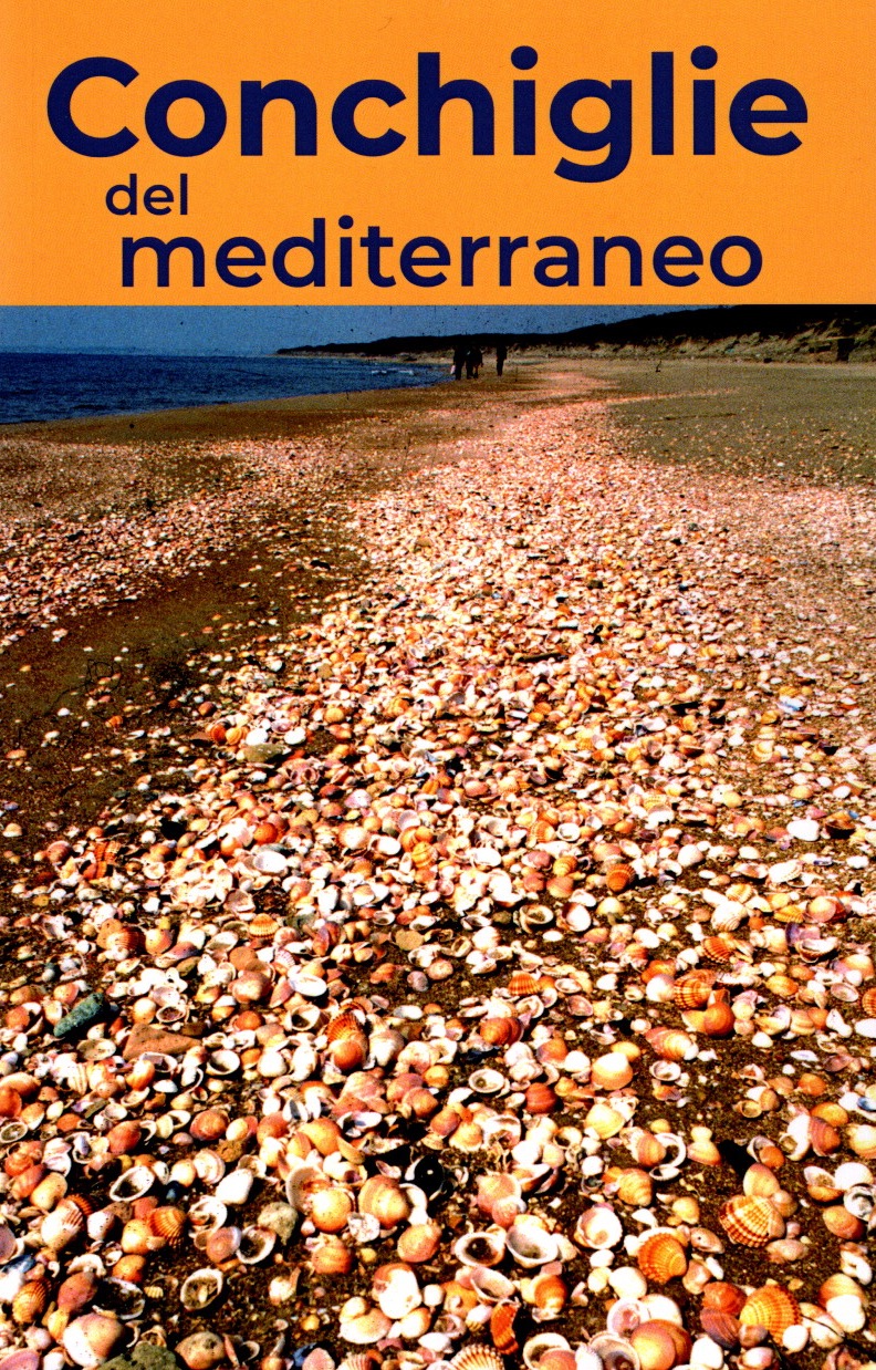 Conchiglie del Mediterraneo