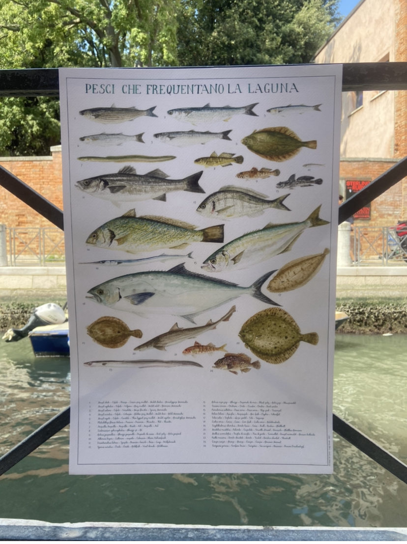 Poster pesci laguna di Venezia
